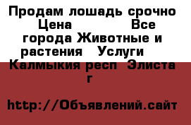 Продам лошадь срочно › Цена ­ 30 000 - Все города Животные и растения » Услуги   . Калмыкия респ.,Элиста г.